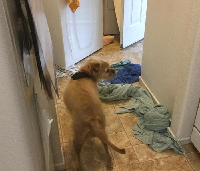 dog in a flooded kitchen 